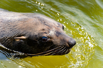 Obraz premium Fauna of Namibia