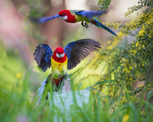 Two Eastern Rosellas frolic among flowering trees at Morialta Conservation Park in Adelaide, South...