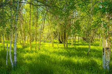 Obraz premium Birch grove