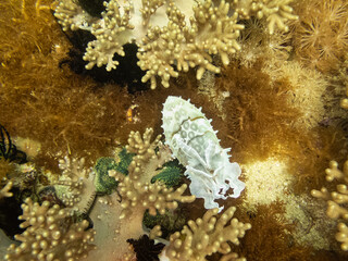A cuttlefish at a coral reef in Malapascua, Philippines