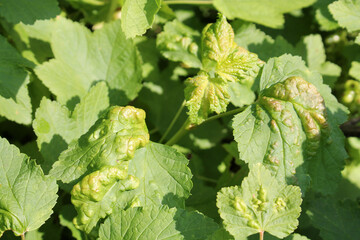 Galls of Redcurrant Blister Aphid (Cryptomyzus ribis) on leaf of redcurrant (Ribes rubrum)