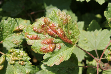Galls of Redcurrant Blister Aphid (Cryptomyzus ribis) on leaf of redcurrant (Ribes rubrum)
