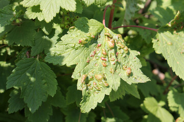 Galls of Redcurrant Blister Aphid (Cryptomyzus ribis) on leaf of redcurrant (Ribes rubrum)
