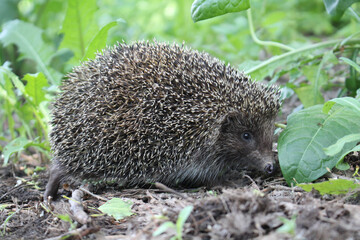 Southern white-breasted hedgehog (Erinaceus concolor). Belarus, June © kazakovmaksim