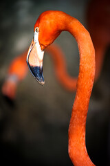 It's Close view of a flamingo from Mexico