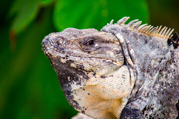 It's Mexican iguana on the ground