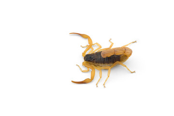 Yellow deadly dangerous scorpion top view isolated on white background