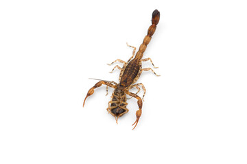 Yellow deadly dangerous scorpion top view isolated on white background