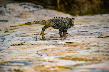 It's Mexican iguana walking