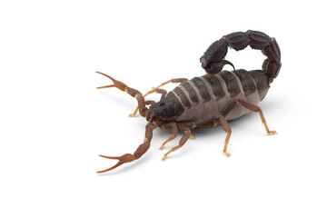Yellow deadly dangerous scorpion top view isolated on white background