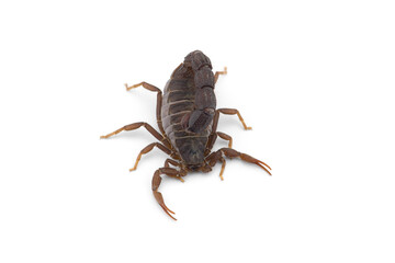 Yellow deadly dangerous scorpion top view isolated on white background