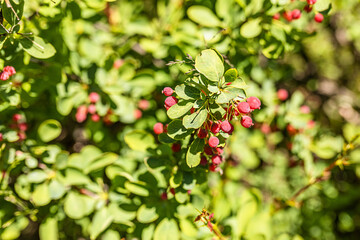 A branch of mountain wild barberry studded with red berries. Selective focus.