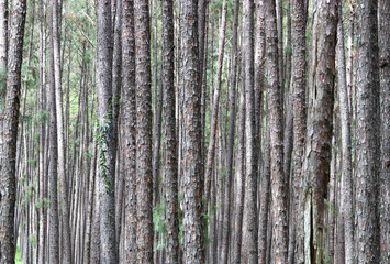 Evergreen pine forest.