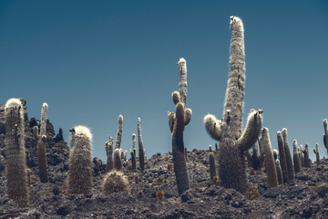 many big cactuses