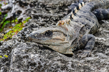 It's Mexican iguana lying on the stone