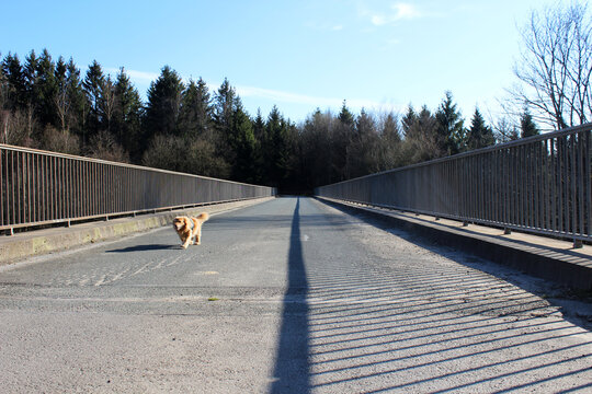 Spaziergang mit dem Hund &uuml;ber eine Autobahnbr&uuml;cke durch den Wald.