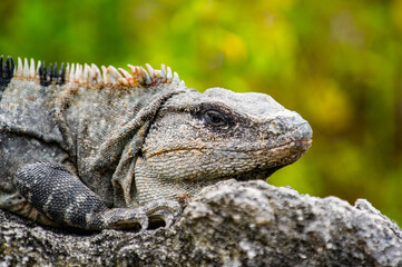 It's Mexican iguana lying on the stone