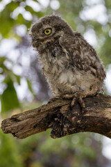 Ein Junger Steinkauz sitzt in der Seitenansicht auf einem dicken Aststumpf