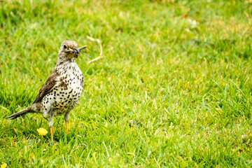 Kestrel catching worms on a lawn in County Donegal - Ireland.