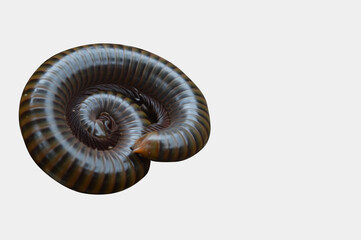 Obraz premium Image of Millipede on white background 3D