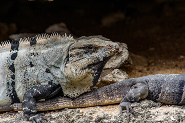 It's Close up of a Mexican iguana