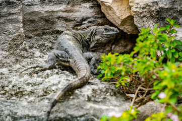 It's Close up of a Mexican iguana