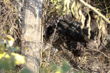 Chicken with a walk in nature in the village. among flowers and bushes, farm animals. Stock photo for design