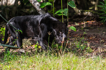 It's Black panther walks through the jungle