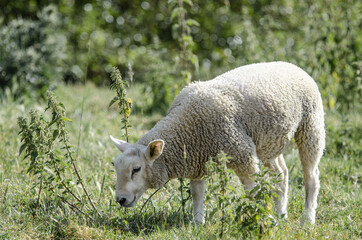 Naklejka na ściany i meble English sheep grazing in green field.