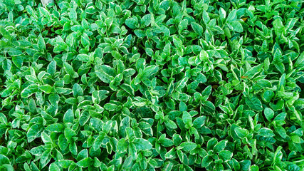 The green leaves in the garden background