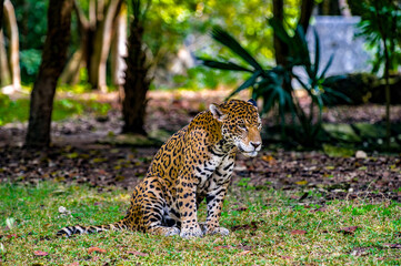 It's Portrait of a leopard on the grass in Mexico