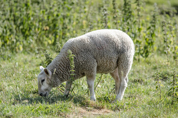 Naklejka na ściany i meble Sheep grazing in field, England.