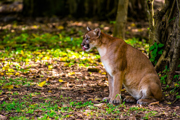 It's Bobcat in the jungle