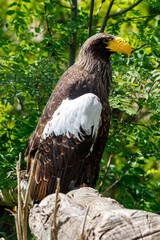 Stellers zeearend / Steller's sea eagle / Haliaeetus pelagicus (portret / portrait)
