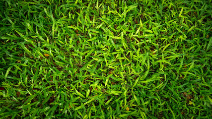 Green grass pattern and texture for background. Close-up.