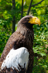 Stellers zeearend / Steller's sea eagle / Haliaeetus pelagicus (portret / portrait)