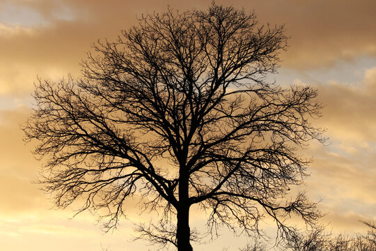 Laubbaum vor einem tollen Sonnenuntergang im Fr&uuml;hling.