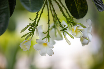 White plumeria flowers and blurred of background.