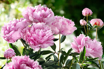 Bouquet of Pink Peonies closeup on a blurred green background - obrazy, fototapety, plakaty