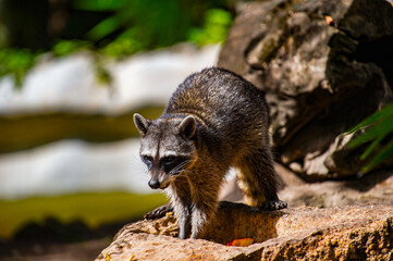 It's Raccoon on the stone in Mexico