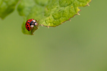 Cute little ladybug with red wings and black dotted hunting for plant louses as biological pest control and natural insecticide for organic farming with natural enemies reduces agriculture pesticides