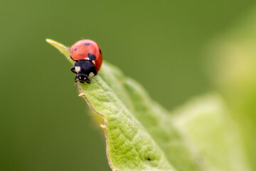 Cute little ladybug with red wings and black dotted hunting for plant louses as biological pest control and natural insecticide for organic farming with natural enemies reduces agriculture pesticides