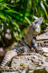 It's Close up of a Mexican iguana