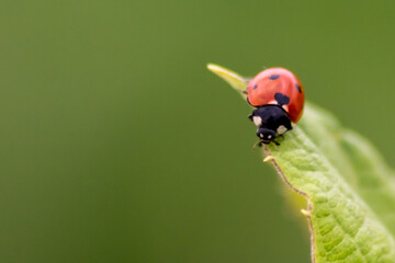 Cute little ladybug with red wings and black dotted hunting for plant louses as biological pest...