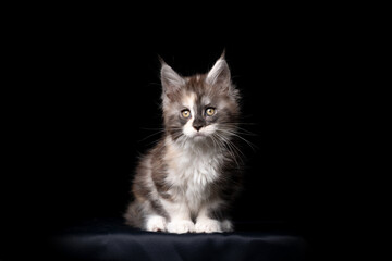 cute maine coon kitten studio portrait on black background
