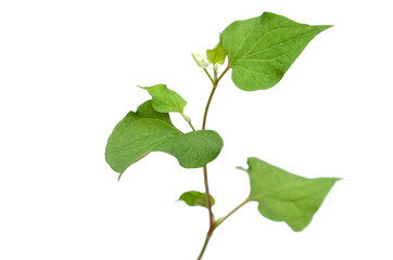 Branch of houttuynia cordata fish herb with flower