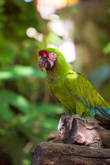 Macau parrot