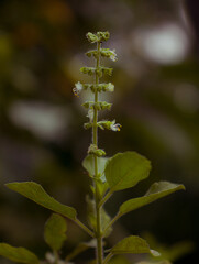 CloseUp of Tulasi(Holy Basil)