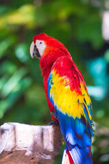 Macau parrot