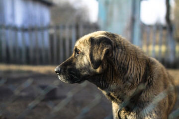 Cute pet on the nature near the house. Homeless poor dog playing on the street and looking at the...